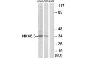 Western blot analysis of extracts from K562/COS7 cells, using NKX6. (NK6 Homeobox 3 anticorps  (AA 161-210))