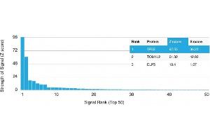 Analysis of Protein Array containing more than 19,000 full-length human proteins using p53 Mouse Monoclonal Antibody (PAb1801) Z- and S- Score: The Z-score represents the strength of a signal that a monoclonal antibody (Monoclonal Antibody) (in combination with a fluorescently-tagged anti-IgG secondary antibody) produces when binding to a particular protein on the HuProtTM array. (p53 anticorps)