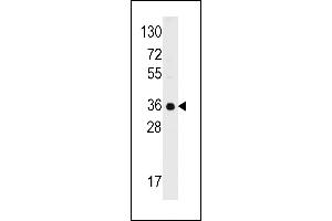 Western blot analysis of anti-C1QBP Antibody (C-term) (ABIN392304 and ABIN2841957) in 293 cell line lysates (35 μg/lane). (C1QBP anticorps  (C-Term))