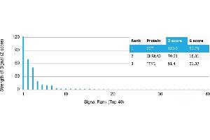 Protein Array (PAr) image for anti-Somatostatin (SST) antibody (ABIN7455983)