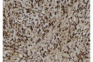 ABIN6279592 at 1/100 staining Human gastric tissue by IHC-P. (NGRN anticorps  (N-Term))