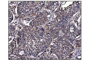 IHC analysis of POGLUT1 using anti-POGLUT1 antibody (ABIN7602910). (POGLUT1 anticorps  (C-Term))