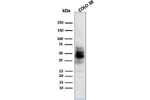 Western Blot Analysis of COLO-38 using SOX10 MAb (SPM607). (SOX10 anticorps  (AA 115-269))