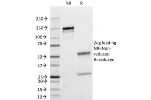 SDS-PAGE Analysis of Purified, BSA-Free Lambda Light Chain Antibody (clone HP6054). (Souris anti-Humain lambda Light Chain (Lambda-IgLC) Anticorps)