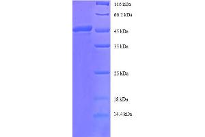 SDS-PAGE (SDS) image for ADP-Ribosylation Factor 4 (ARF4) (AA 1-180), (full length) protein (GST tag) (ABIN5712093) (ARF4 Protein (AA 1-180, full length) (GST tag))