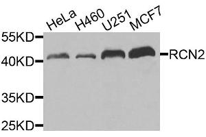 Western blot analysis of extracts of various cell lines, using RCN2 antibody (ABIN5975169) at 1/1000 dilution. (RCN2 anticorps)