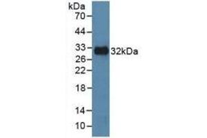 Detection of Recombinant MAPK8, Human using Polyclonal Antibody to c-Jun N-terminal Kinase 1 (JNK1) (C-Jun N-Terminal Kinases (AA 145-419) anticorps)