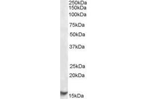 EB09287 (1µg/ml) staining of Human Testis lysate (35µg protein in RIPA buffer).
