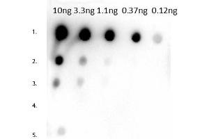 Dot Blot of Rabbit Anti-Mouse IgG1 Antibody. (Lapin anti-Souris IgG1 (Heavy Chain) Anticorps - Preadsorbed)