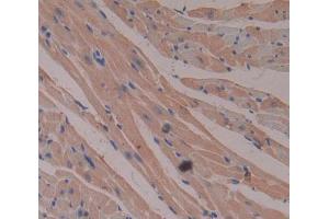 IHC-P analysis of Human Tissue, with DAB staining. (CKMT2 anticorps  (AA 40-419))