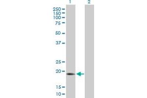 Western Blot analysis of ARL6IP1 expression in transfected 293T cell line by ARL6IP1 MaxPab polyclonal antibody. (ARL6IP1 anticorps  (AA 1-203))