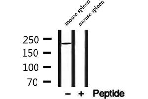 Western blot analysis of extracts from mouse spleen, using MYO16 Antibody. (Myosin XVI anticorps  (Internal Region))