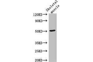 Western Blot Positive WB detected in: Mouse skeletal muscle tissue All lanes: TUBG2 antibody at 3 μg/mL Secondary Goat polyclonal to rabbit IgG at 1/50000 dilution Predicted band size: 52 kDa Observed band size: 52 kDa (TUBG2 anticorps  (AA 276-451))