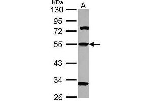 WB Image Sample (30 ug of whole cell lysate) A: Hep G2 , 10% SDS PAGE antibody diluted at 1:1000