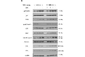 Effect of BDE47 on daily sperm production and germ cell apoptosis in seminiferous tubules.