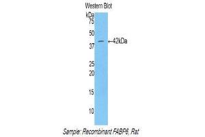 Western Blotting (WB) image for anti-Fatty Acid Binding Protein 6, Ileal (FABP6) (AA 1-128) antibody (ABIN1858785) (FABP6 anticorps  (AA 1-128))