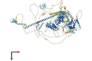 AlphaFold protein structure predicition of Human Recombinant SMARCA4 Protein, UniprotID P51532