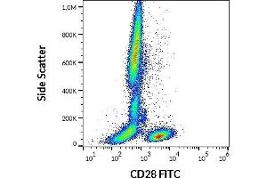 Flow cytometry surface staining pattern of human peripheral whole blood stained using anti-human CD28 (CD28. (CD28 anticorps  (FITC))