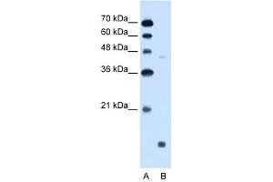 EDG8 antibody used at 0. (S1PR5 anticorps  (N-Term))