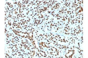 Formalin-fixed, paraffin-embedded human Pancreas stained with Histone H1 Rabbit Recombinant Monoclonal Antibody (HH1/1784R). (Recombinant Histone H1 anticorps)