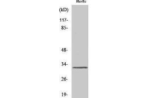 Western Blotting (WB) image for anti-MAS-Related GPR, Member G (Mrgprg) (C-Term) antibody (ABIN3185632) (Mrgprg anticorps  (C-Term))