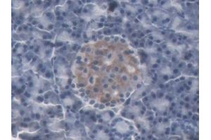 DAB staining on IHC-P; Samples: Rat Pancreas Tissue (Lipocalin 2 anticorps  (AA 21-198))