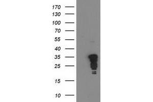 Western Blotting (WB) image for anti-Jun Proto-Oncogene (JUN) antibody (ABIN1498935)