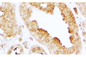 ABIN5539719 (2µg/ml) staining of paraffin embedded Human Kidney. (S1PR3 anticorps  (Internal Region))