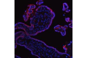 IF analysis of ALPP using anti-ALPP antibody (ABIN4886453). (PLAP anticorps  (C-Term))