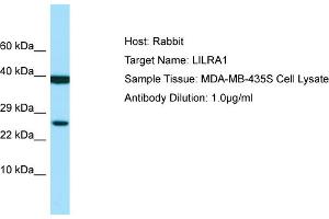 Host: Rabbit Target Name: LILRA1 Sample Type: MDA-MB-435S Whole Cell lysates Antibody Dilution: 1. (LILRA1 anticorps  (Middle Region))