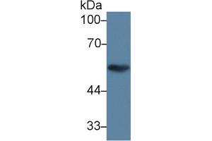 Western blot analysis of Pig Cerebrum lysate, using Human TUBb1 Antibody (3 µg/ml) and HRP-conjugated Goat Anti-Rabbit antibody ( (TUBB1 anticorps  (AA 166-451))