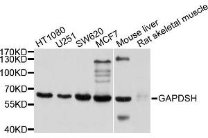 Western blot analysis of extracts of various cell lines, using GAPDHS antibody (ABIN4903737) at 1:1000 dilution. (GAPDHS anticorps)