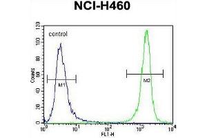 PRAMEF8 Antibody (C-term) flow cytometric analysis of NCI-H460 cells (right histogram) compared to a negative control cell (left histogram). (PRAMEF8 anticorps  (C-Term))