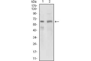 Western blot analysis using GPNMB antibody against PANC1 (1) and PC-3 (2) cell lysate. (Osteoactivin anticorps  (AA 31-260))