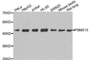 Western blot analysis of extracts of various cell lines, using PSMD13 antibody.
