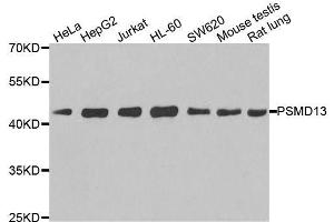 Western blot analysis of extracts of various cell lines, using PSMD13 antibody. (PSMD13 anticorps  (AA 1-250))
