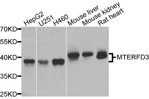 Western blot analysis of extracts of various cell lines, using MTERFD3 antibody. (MTERFD3 anticorps)