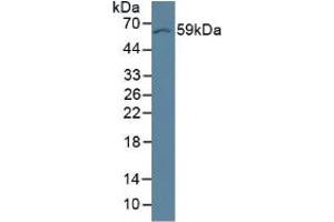 Occludin (OCLN) ELISA Kit