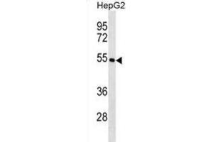 Western Blotting (WB) image for anti-Keratin 26 (KRT26) antibody (ABIN2998572) (Keratin 26 anticorps)
