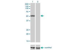 Western blot analysis of BFAR over-expressed 293 cell line, cotransfected with BFAR Validated Chimera RNAi (Lane 2) or non-transfected control (Lane 1). (BFAR anticorps  (AA 101-200))