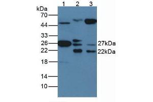 Western blot analysis of (1) Rat Serum Tissue, and (2) Rat Spleen Tissue, using Rabbit Anti-Human HSP27 Antibody (1 µg/ml) and HRP-conjugated Rabbit Anti-Mouse antibody (