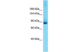 Western Blotting (WB) image for anti-Glutamate Receptor Interacting Protein 2 (GRIP2) (N-Term) antibody (ABIN2774404) (GRIP2 anticorps  (N-Term))