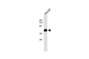 Anti-RCO Antibody (N-term) at 1:500 dilution + HACAT whole cell lysate Lysates/proteins at 20 μg per lane. (MARCO anticorps  (AA 13-40))