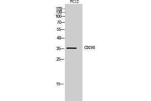 Western Blotting (WB) image for anti-ATPase, Na+/K+ Transporting, beta 3 Polypeptide (ATP1B3) (Internal Region) antibody (ABIN3178969) (ATP1B3 anticorps  (Internal Region))