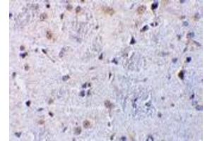 Immunohistochemical staining of rat brain tissue using AP30259PU-N CTRP7 antibody at 10 μg/ml. (CTRP7 anticorps  (N-Term))