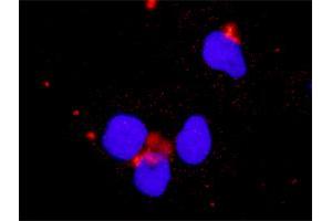 Proximity Ligation Analysis of protein-protein interactions between HCK and PIK3CB.