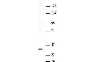 Sox2 antibody (pAb) tested by Western blot. (SOX2 anticorps  (C-Term))