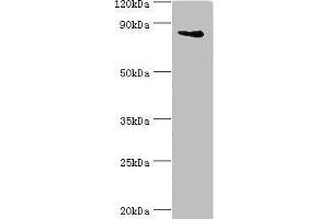 Western blot All lanes: Interleukin enhancer-binding factor 3 antibody at 3 μg/mL + HepG2 whole cell lysate Secondary Goat polyclonal to rabbit IgG at 1/10000 dilution Predicted band size: 96, 77, 83, 76, 75 kDa Observed band size: 96 kDa (Interleukin enhancer-binding factor 3 (ILF3) (AA 785-894) anticorps)