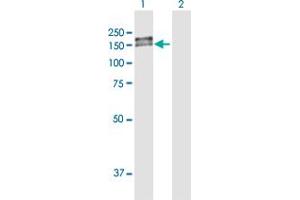 Western Blot analysis of PDGFRB expression in transfected 293T cell line by PDGFRB MaxPab polyclonal antibody.