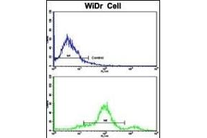 Flow cytometric analysis of widr cells using CCHCR1 Antibody (Center)(bottom histogram) compared to a negative control cell (top histogram). (CCHCR1 anticorps  (AA 599-627))